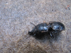 Pachyodontus languidus