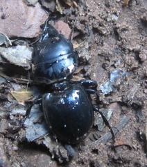 Pachyodontus languidus