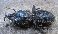 Pachyodontus languidus