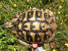 Testudo hermanni boettgeri