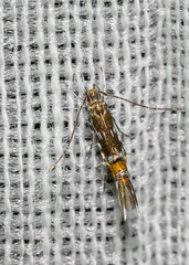 Cosmopterix pulchrimella
