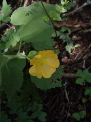 Abutilon pilosocinereum