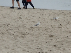 Chroicocephalus ridibundus