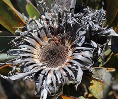 Protea lorifolia