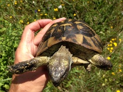 Testudo hermanni boettgeri