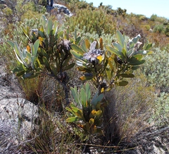 Protea lorifolia