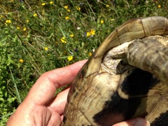 Testudo hermanni boettgeri