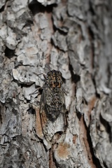 Cicada barbara lusitanica
