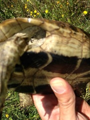 Testudo hermanni boettgeri