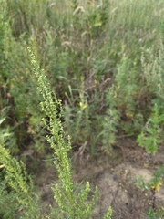 Artemisia abrotanum