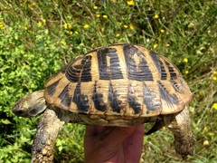 Testudo hermanni boettgeri