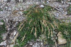 Trisetum alpestre