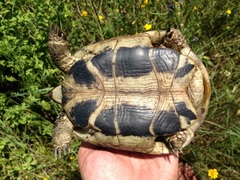 Testudo hermanni boettgeri