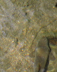 Pantosteus clarkii
