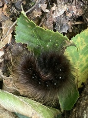 Arctia parthenos