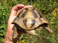 Testudo hermanni boettgeri