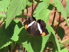 Adelpha donysa