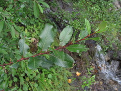 Salix kazbekensis