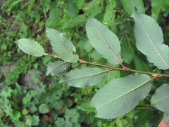 Salix kazbekensis