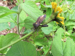 Piezogaster indecorus