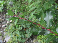 Salix kazbekensis