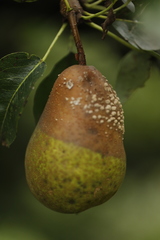 Monilinia fructigena