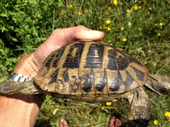 Testudo hermanni boettgeri