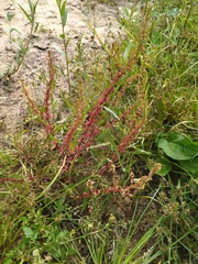 Rumex ucranicus
