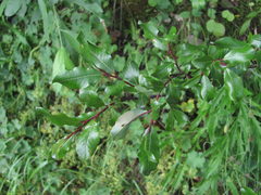 Salix kazbekensis