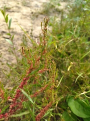 Rumex ucranicus