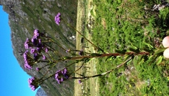 Pseudoselago verbenacea