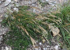 Trisetum alpestre
