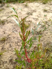 Rumex ucranicus