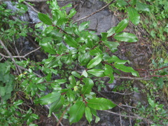 Salix kazbekensis