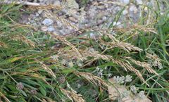 Trisetum alpestre