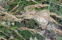 Trisetum alpestre