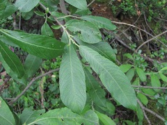 Salix pseudomedemii