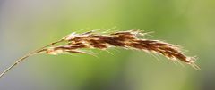 Trisetum alpestre