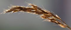 Trisetum alpestre