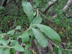 Salix pseudomedemii