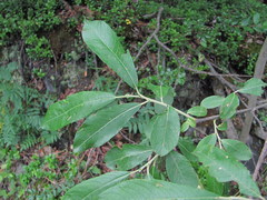 Salix pseudomedemii