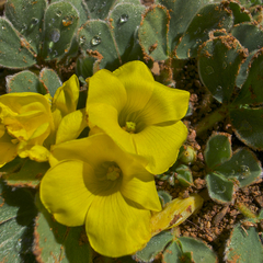 Oxalis melanosticta melanosticta