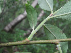 Salix pseudomedemii