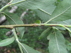 Salix pseudomedemii
