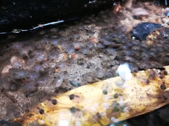 Microhyla berdmorei