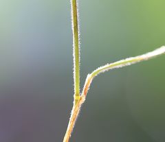 Trisetum alpestre
