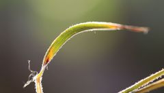 Trisetum alpestre