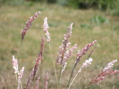 Melinis nerviglumis