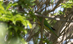 Eupsittula cactorum