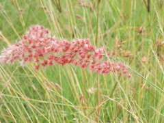 Melinis nerviglumis